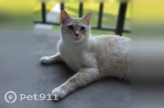 Missing cat Saratoga Springs, photo: Lost cat, Foxchase Lane, 467, Saratoga Springs — friendly male cat with blue eyes