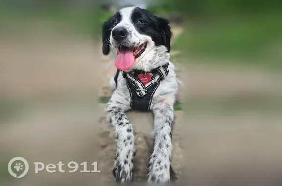 Missing dog Female, Richardson (usl542590) - photo
