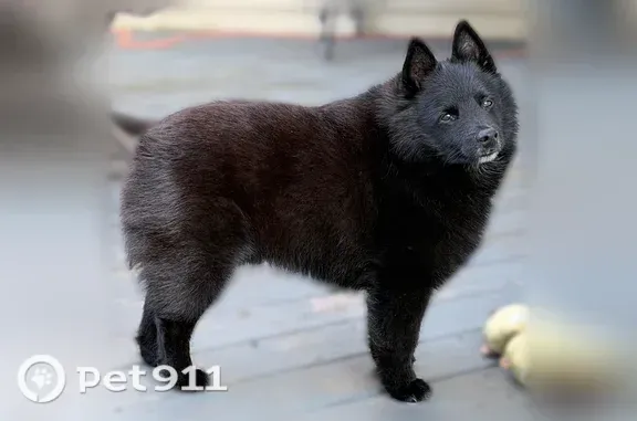 Missing dog Male, Akron (usl542593) - photo
