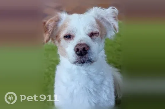 Chien blanc et marron de petites taille