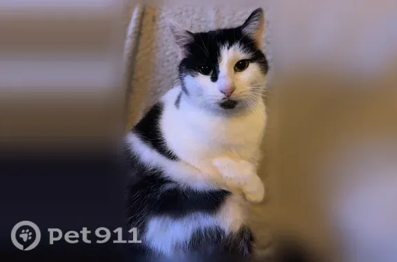 Chat perdu femelle, Rue Georges Zabiaux, Anzin, Dunkerque - noir et blanc, très fine - photo