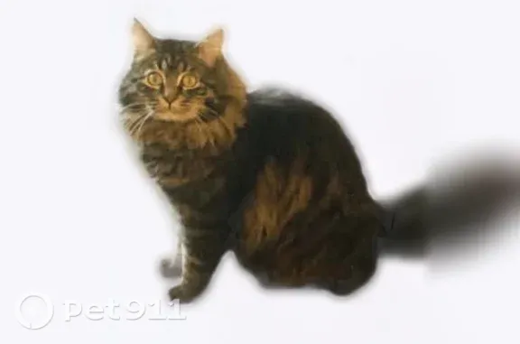 Lost cat, South Jordan, Utah, Saratoga Springs - male indoor cat - photo