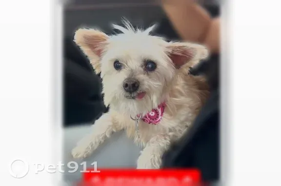 Lost dog, Trinity Vista Trail, 8625, Hurst, Arlington - female, 6 lb, cream and white fur - photo