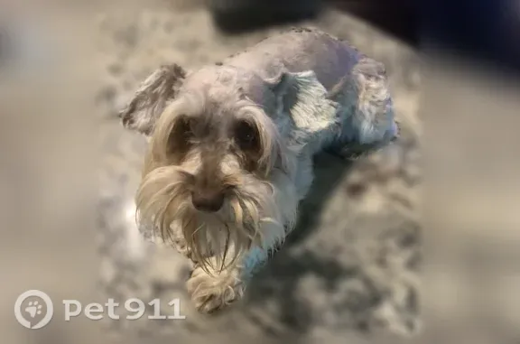 Lost dog, East Sanford Street, 708, Arlington - male, scared, no collar - photo