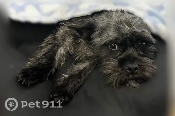 Lost dog, Bremen Avenue, Portage, Round Lake Beach - male, black and gray, no collar - photo