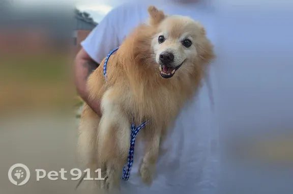 Found dog Hurst, photo: Found dog, Raider Drive, 3417, Fort Worth, Hurst - tan senior Pom