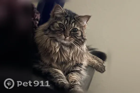 Lost cat, Southwest Walker Road, 14245, Arlington - female, inside only - photo