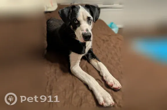 Found dog Dallas, photo: Found dog, South Oak Cliff Boulevard, 1526, Dallas - male husky mix with blue eyes