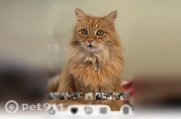 Lost cat, Madrona Court Southeast, 1892, Salem - orange, very friendly - photo
