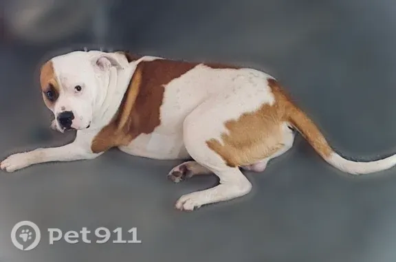 Lost dog, East Owl Hollow Road, 201, San Marcos - male, very big, white with brown patches - photo