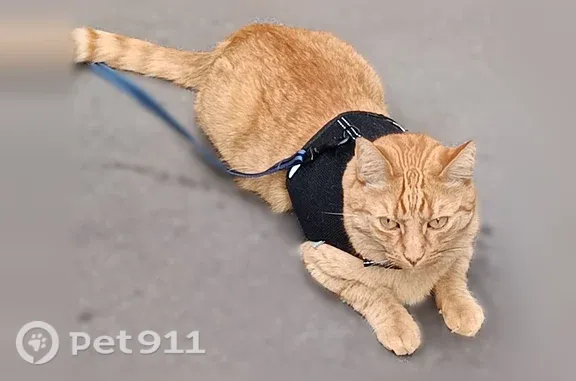 Chat perdu, Rue de l'Est, 14, Boulogne-Billancourt - roux tigré, stérilisé, pucé - photo