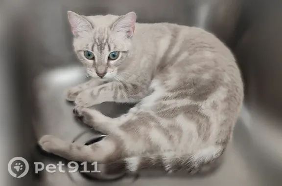 Chat perdu, femelle, Rue des Sapins, 51, Rouen - yeux verts - photo
