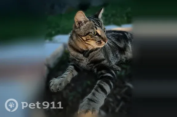 Chat perdu mâle, Allée des Fanges, 96, Saint-Symphorien-sur-Coise - tigré, yeux verts - photo