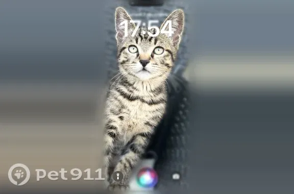 Chat perdu mâle, Route de Lorry, 146, Metz - collier anti-puce avec AirTag noir - photo