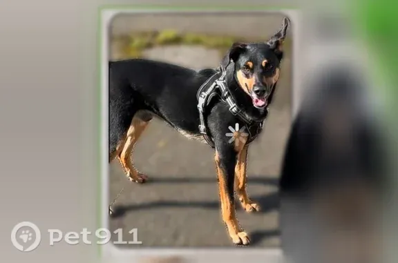 Chien perdu mâle, Le Vieux-Bourg, Châlons-en-Champagne - marron et noir - photo