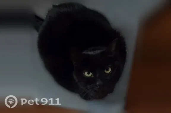 Chat perdu, femelle, Paris - chatte noire d’intérieur - photo