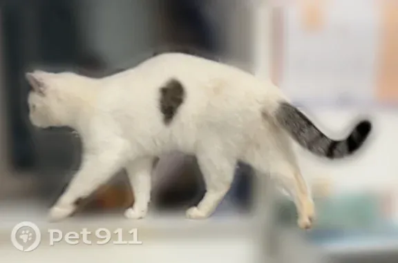 Chat perdu femelle, Rue de l'Ouche Boyer, 32, Mehun-sur-Yèvre - queue un peu rayée - photo