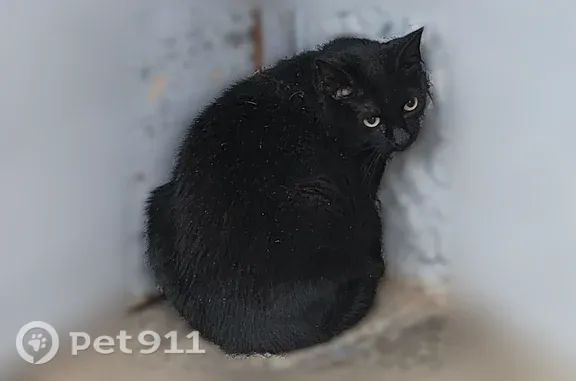Chat trouvé Paris, photo: Chat trouvé, Rue Jacques Boutrolle, 35, Mont-Saint-Aignan, Paris - noir, très apeuré