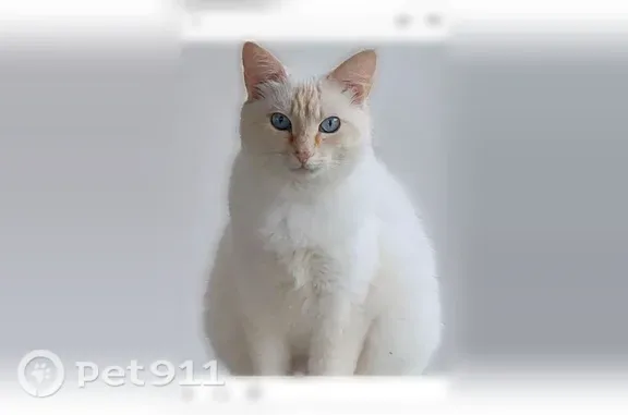 Chat perdu, Saint-Thuriau, Bretagne, Paris — femelle, très craintive - photo