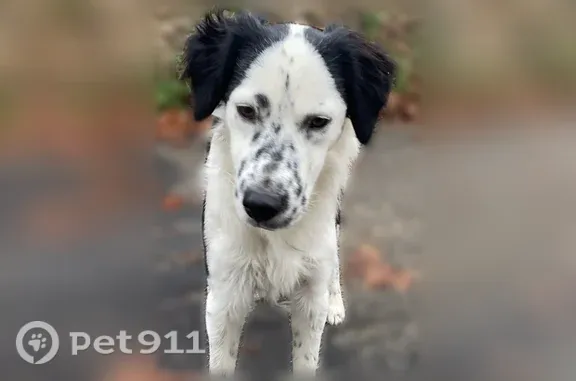 Chien perdu mâle, Rue de la Lavande, 6, Le Boulou - de taille moyenne - photo