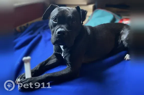 Lost dog, Lizzie Lane, 804, Whitehall - male - photo