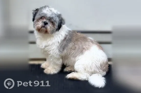 Lost dog, female, Beethoven Run, Hornsby Bend - very small, white with grayish patches - photo