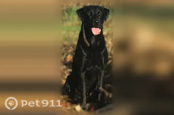 Lost dog, Burt Mill Road, Tallassee - black intact male lab - photo