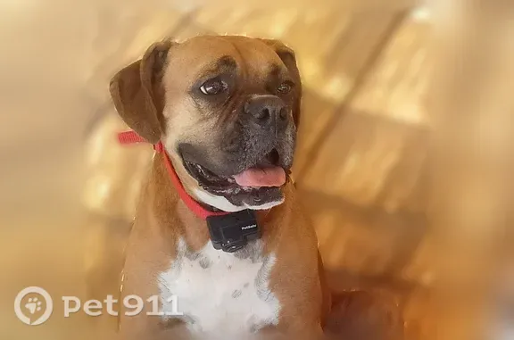 Lost dog, Arthur Rentz Road, 343, Ellenton - female, small stub tail - photo