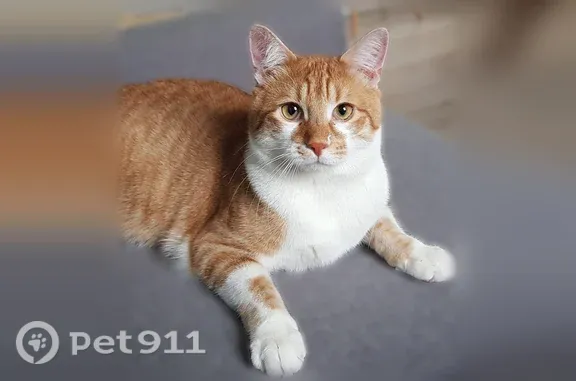 Chat perdu, Paris, photo: Chat perdu mâle, Rue Lamartine, Lingolsheim, Paris - tigré roux et blanc