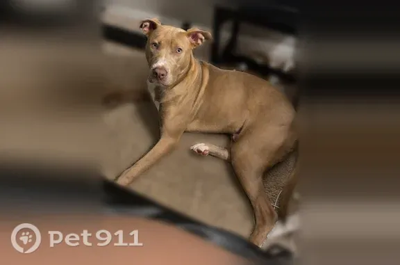 Lost dog, Park Ridge Lane, 823, Roswell - male, 8 months old - photo