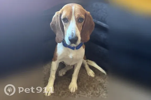 Lost dog, Northeast 19th Avenue, 652, Minneapolis - scared, tattoo on right ear - photo
