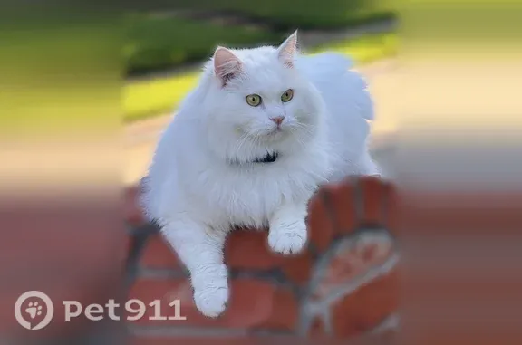 Lost cat, Stacia Drive, 2344, Plano - white ragdoll - photo