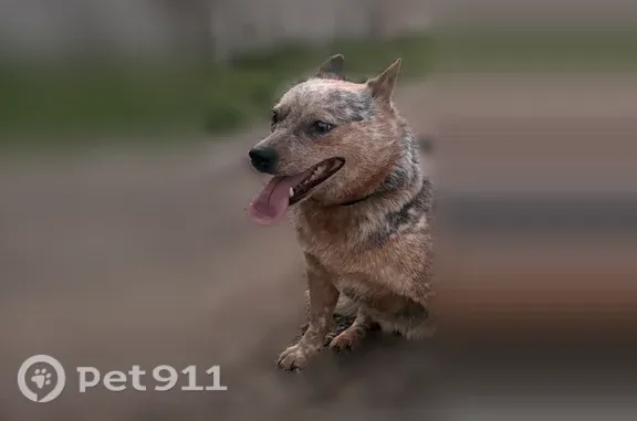 Lost dog, Dundee Avenue, 1117, Waterloo - blue heeler - photo