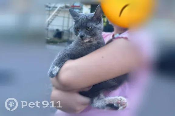Chat perdu femelle, Avenue Ernest Colin, 23, Saint-Dié-des-Vosges - photo