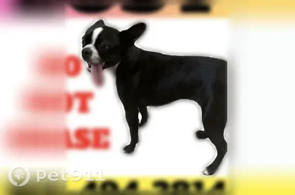 Lost dog, Lancaster Lane, 805, Newport News - small black and white, friendly - photo