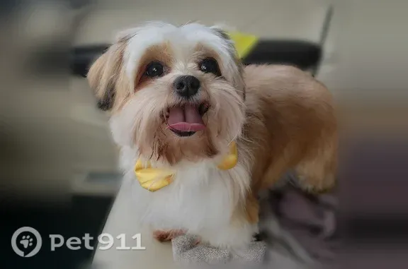 Ikeni is a very docile, beige and white dog. He is 11 years old and very small, looking like a Shih Tzu puppy. He was last seen in the parking lot next to my house, where he usually goes for a walk.