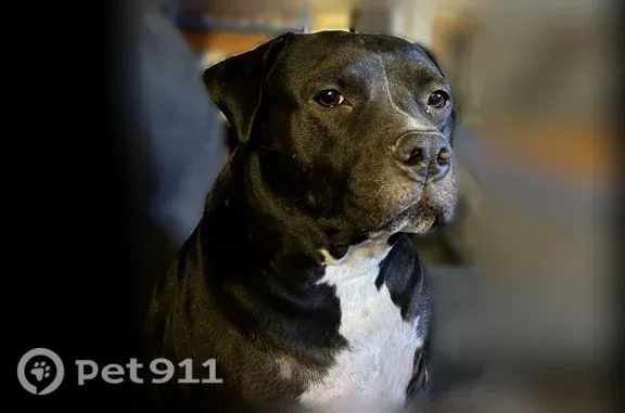 Lost dog, Ridge Way Drive, 4708, Temple - male, tuxedo coat - photo