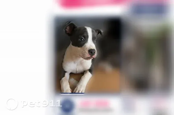 Lost dog, Hummingbird Lane Southeast, 190, Calhoun, Birmingham — female, blue and white, colorful collar with bow - photo