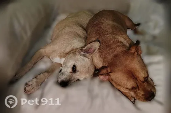 Lost dog, Northeast Holladay Street, 518, Portland - female, 45 lbs, walking issues - photo
