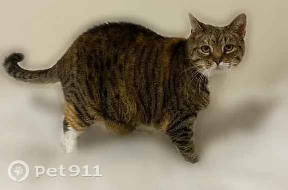 Lost cat, Sand Lake Road, 2975, Lindenhurst - female, tabby-calico with a white chest and tummy - photo