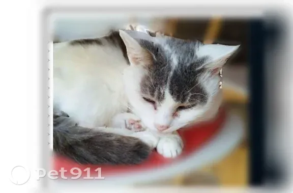 Chat perdu femelle, Rue Lamartine, Talence, Paris - blanche et grise - photo