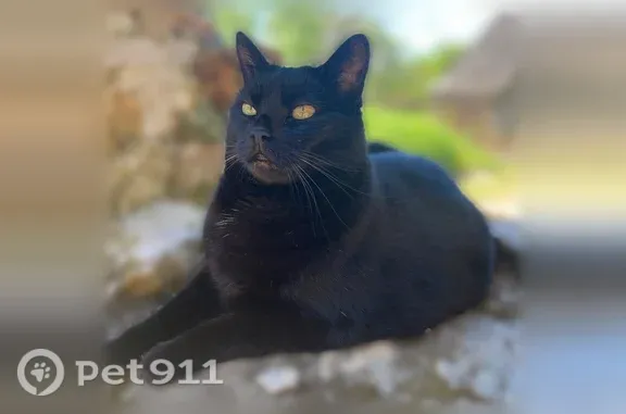Perdu chat mâle, Route de la Ponchie, 999, Cahus, Poitiers - chatte noire avec poils blancs sur le poitrail - photo