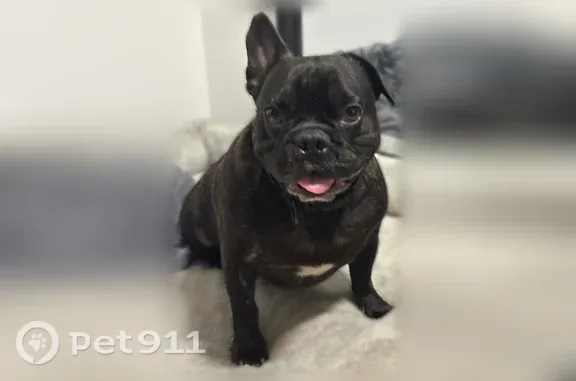Lost and found pets Houston, photo: Lost dog, Donlen Street, 6835, Houston — male