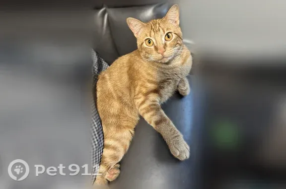Lost cat, female, Northeast 36th Street, 15814, Vancouver - bright orange striped, golden eyes - photo
