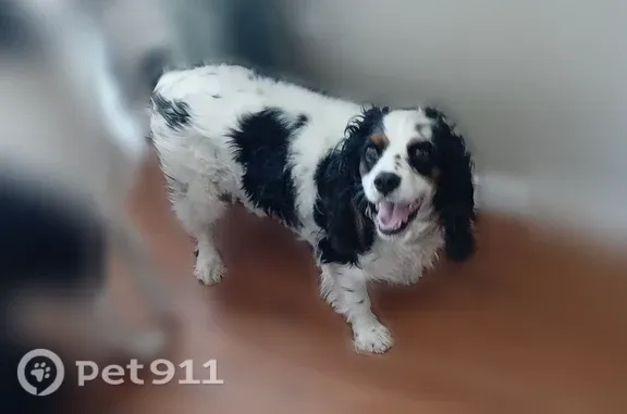Lost dog, West Cox Road, 3241, Willcox - male, scared of loud noises - photo