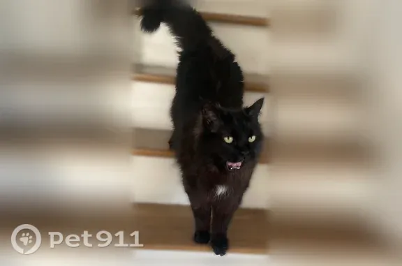 Chat perdu mâle, Rue du Plateau du Moulin, 15, Conflans-Sainte-Honorine - noir avec médaillon blanc sur le torce - photo