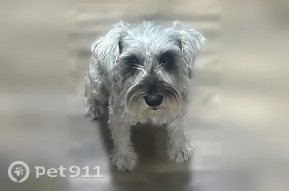 Found dog McAllen, photo: Found dog, Colbath Avenue, 4313, McAllen - female, salt and pepper