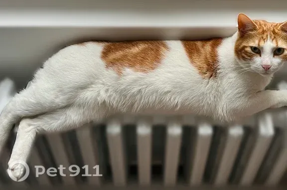 Chat perdu mâle, Rue des Siéges, 32, Épernay - blanc et roux, pucé - photo