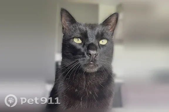 Chat perdu mâle, Chemin de Champagne, Viriat, Lyon - tout noir aux yeux verts clairs - photo