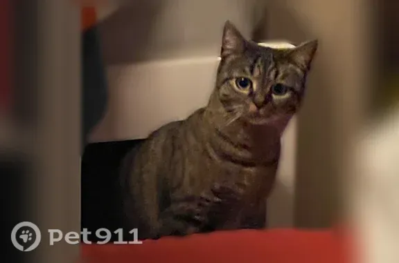 Chat perdu femelle, Le Val d'Hazey, Paris - tigrée et pucée - photo